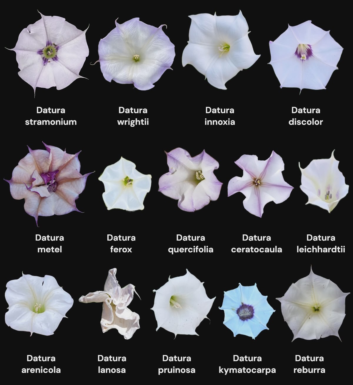 Datura species by Gabe Gallagher