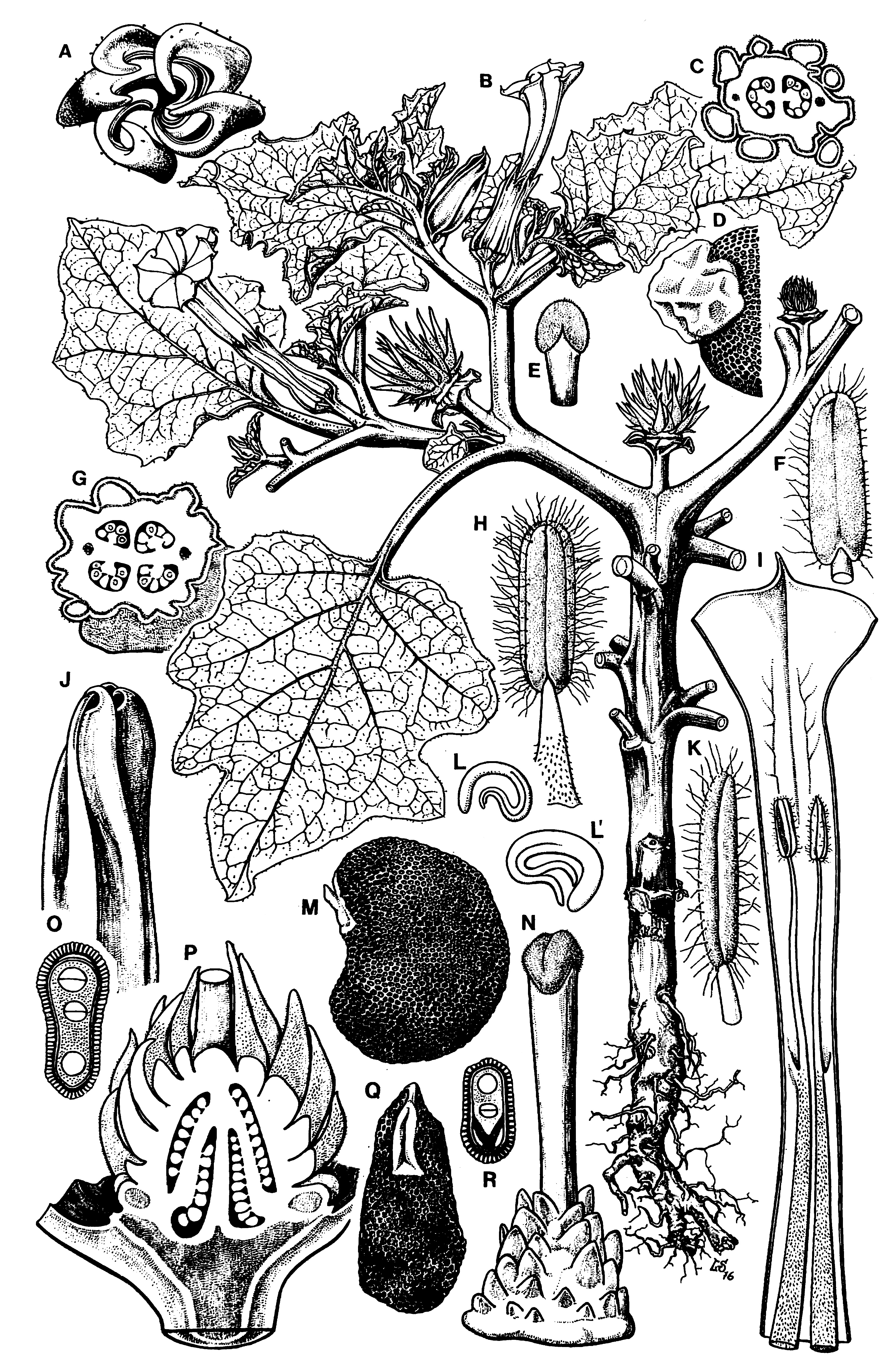 Datura from Hunziker (2001) Genera Solanacearum